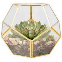 Glass Terrarium, Succulent & Air Plant (Sphere)   